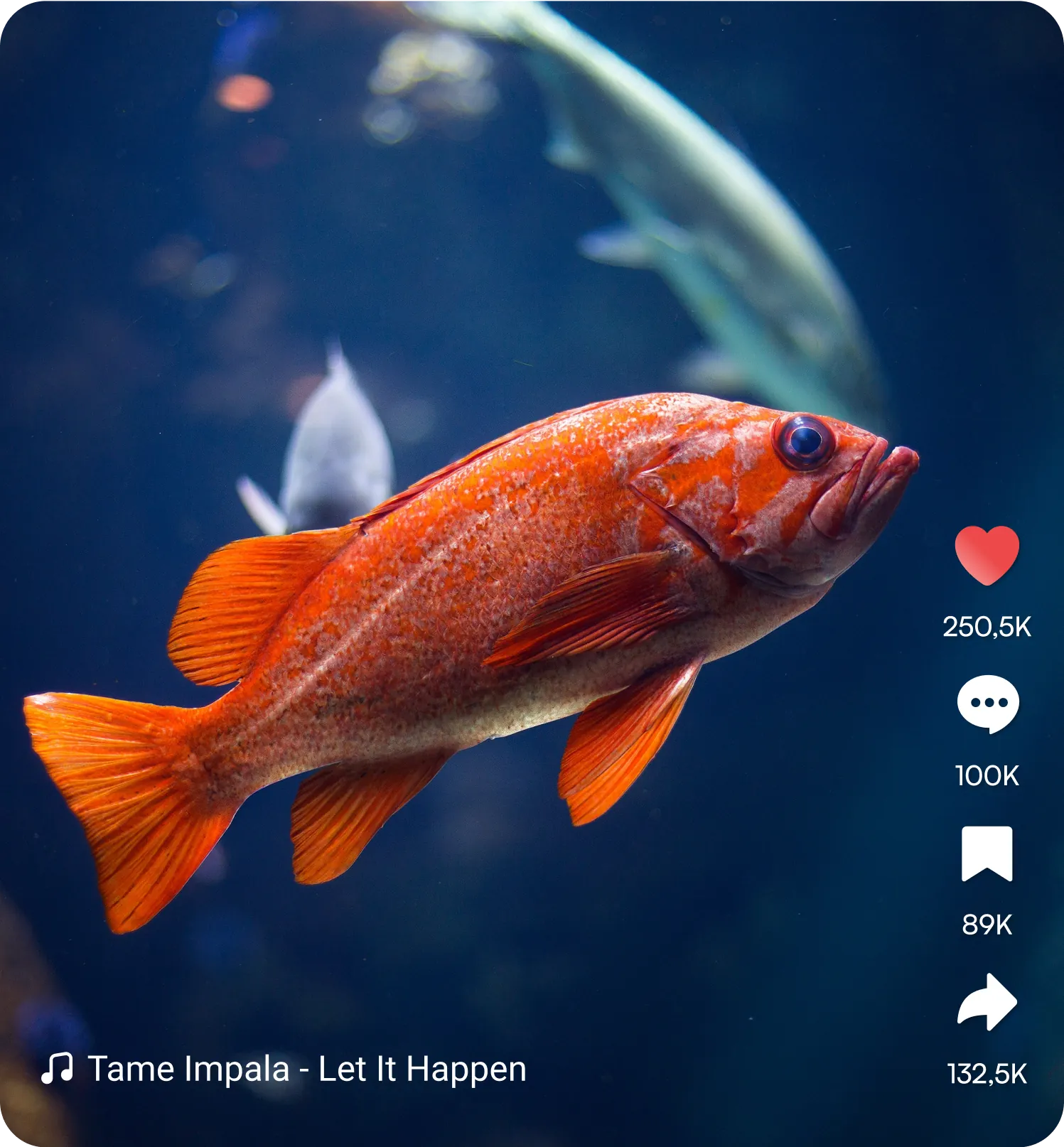 Goldfish Image